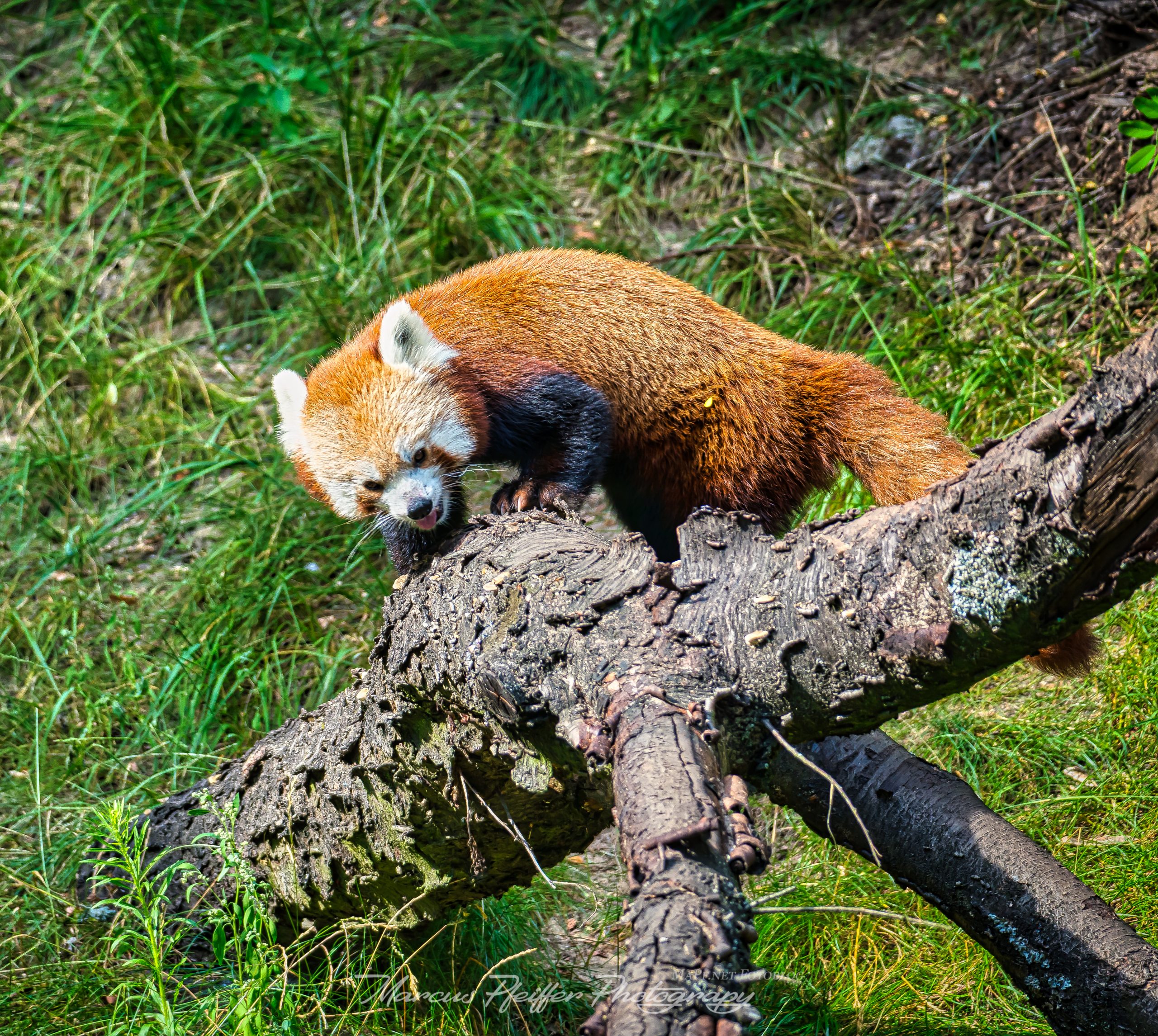 Roter Panda klettert auf einem Baumstamm