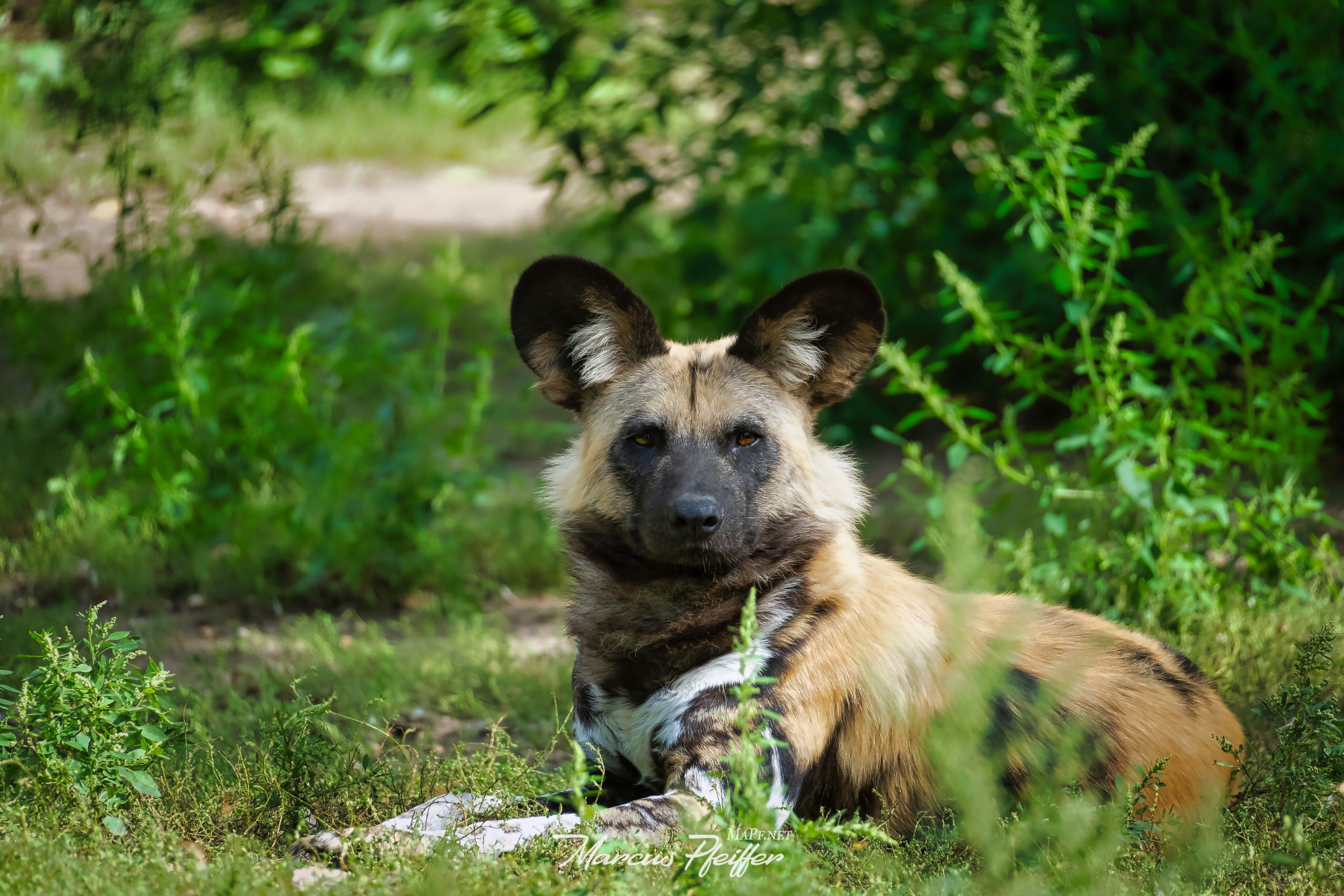 Afrilanischer Wildhund auf einer Wiese