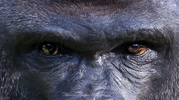 Augen eines Gorillas