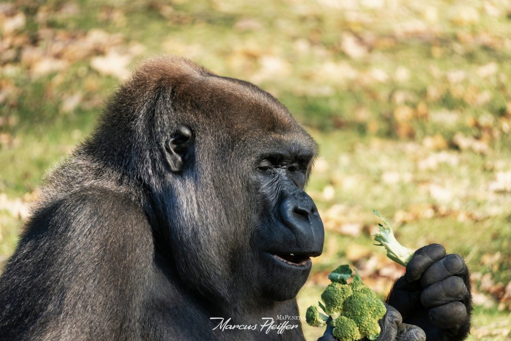 Gorilla beim essen