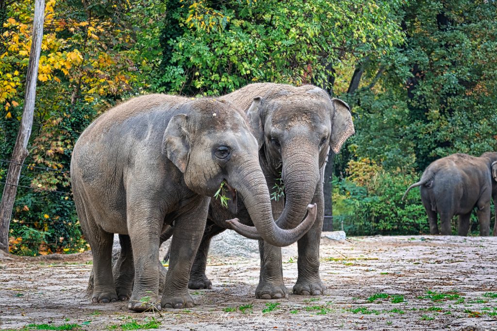 Zwei Asiatische Elefanten beim essen