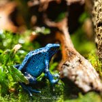 Blauer Pfeilgiftfrosch sitzt im Terrarium