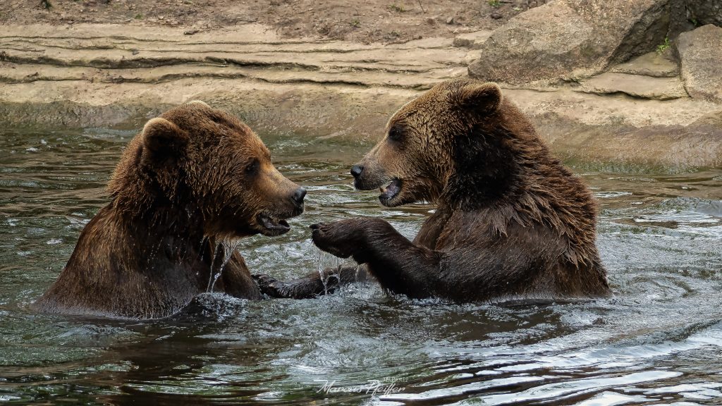 Bären spielen im Wasser